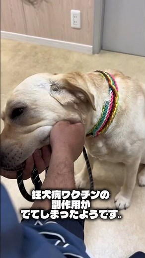 狂犬病ワクチンのアレルギー注意！接種1時間半後に嘔吐と顔の腫れが。午前中に打ち30分は病院付近で待機、数日異変がないか注視を。愛犬を守るため拡散希望です！ #犬 #狂犬病予防接種 #副反応 #拡散希望