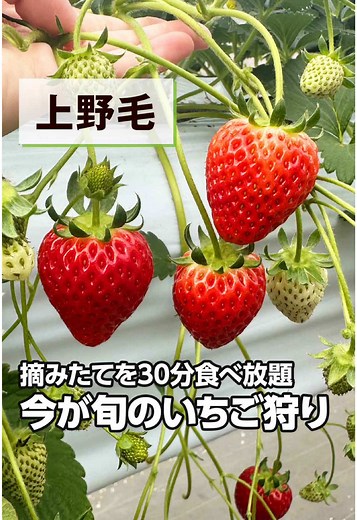世田谷いちご狩り体験｜上野毛での美味しい時間