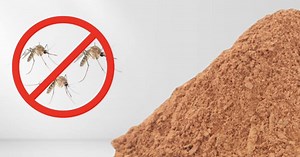 This Scent Keeps Mosquitoes Away, Learn The Secret!