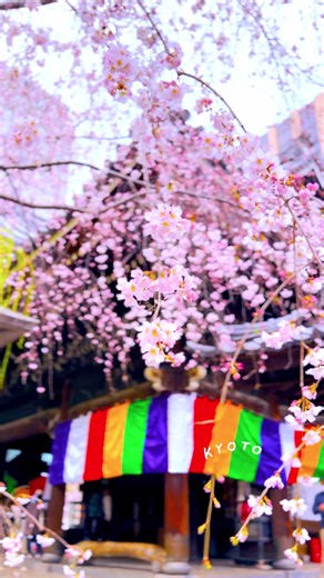 六角堂の春：御幸桜の美しい変化