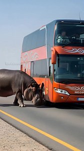 356K views · 1.2K reactions | Hippo Blocks The Tour Bus For Good Reason! #Rescue #Animals #Wildlife | Vu Studios | Facebook