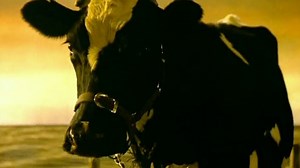 Cow | Short Film | NZ On Screen