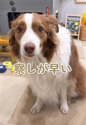 愛犬リーちゃんのお風呂タイムの様子