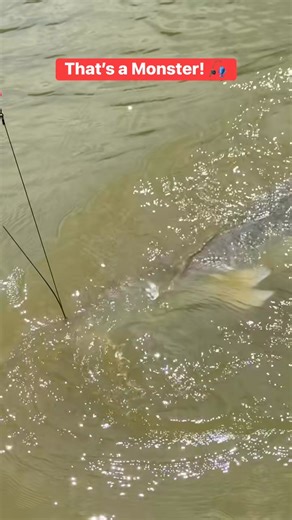 That’s a Monster!  | Cebu AM Radio Station | Facebook