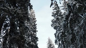 Spruce Picea is a coniferous evergreen tree of the Pine family Pinaceae. Evergreen trees. Common spruce, or Norway spruce Picea abies is widespread in northern Europe. Snowy winter coniferous forest.