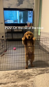 Raving with Golden Retrievers: A Fun POV Experience