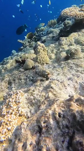 Let's go under the sea for a change of scenery. 🎥 : @_orlandoanaya