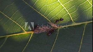 ants take care of aphids on a leaf