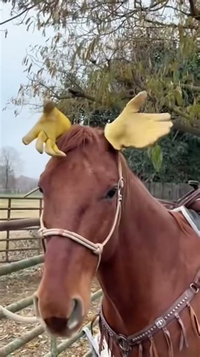 These Miniature Horses Are Unreal #adorable #animals #shorts