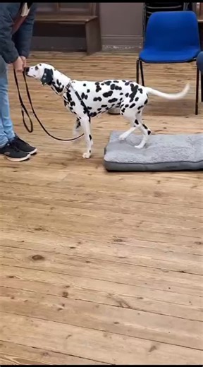 Week 3 and our pups nailed it! 🐶👏 Working on basic commands and hand signals — so proud of the progress and all the happy faces (both furry and human!). 💕 #clevedonpuppytraining #puppyschooluk #puppyclassesclevedon #puppytrainingnorthsomerset #puppiesofinstagram #puppypathways #puppyclass #northsomersetdogtraining #northsomerset #puppytrainingclass #basiccommandstraining #handsignals | Puppy Pathways North Somerset