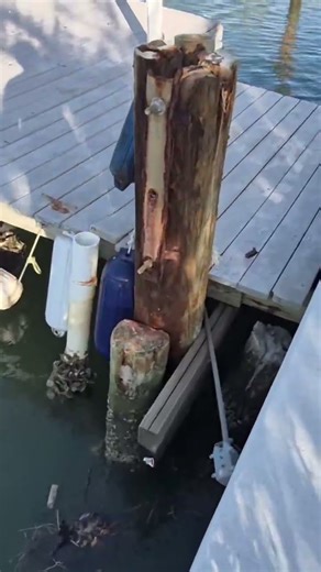 Cast netting mullet. #florida #fishing #mullet #cast #net