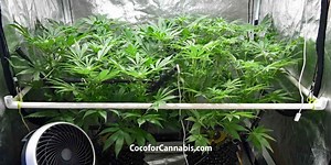 How to Keep Grow Tent Walls From Sucking In - Coco For Cannabis