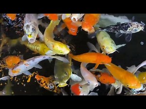 Seasonal Koi Feeding: Adapting Your Strategy for Healthy Fish