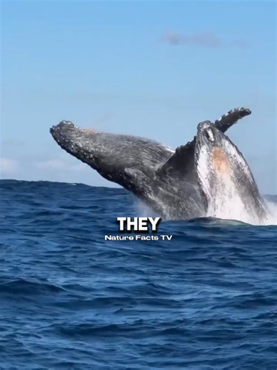 Giant whale trapped in fishing net — rescue and facts