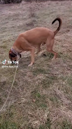 Dogs pooping (@dogs.pooping)’s videos with original sound - Dogs pooping