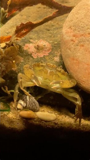 I Added A Crab To My Fish Tank! #shorts
