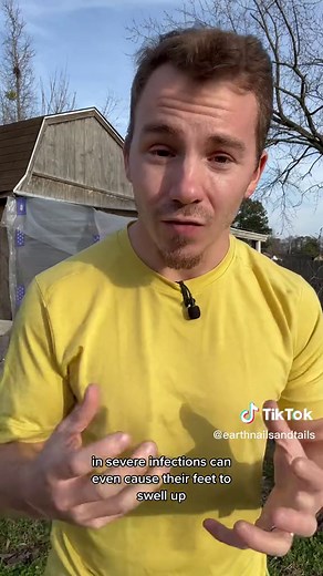 How to Treat Bumblefoot in Chickens