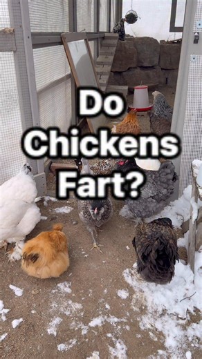 Sarah Baior on Instagram: "I had to share incase you missed this in the last video 🤣 It is both gross and educational because I’m sure someone out there has wondered “do chickens fart”🤣 #fluffnuggets"