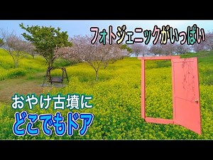 小宅古墳群の桜と菜の花 【栃木県のドラえもんのどこでもドア！】ドローン男子空撮 日本文化財