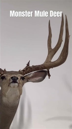 That’s one BIG buck for sure! #muledeer #deer #deerhunting #muledeerhunting #hunting #taxidermy