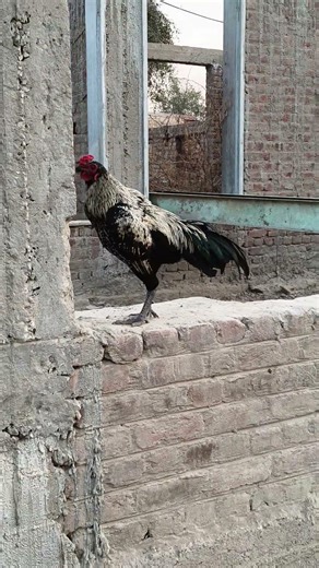 Black 🖤 patha mashallah ❤️ #aseelmurga #cheenaaseel #birds #musicsong #mianwaliaseels #aseellovers