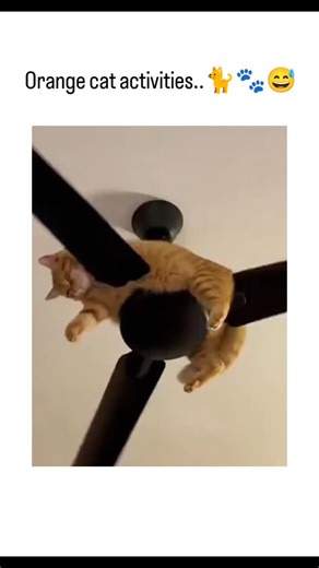 global Jokes on Instagram: "This instagram reel showcases a short video of an orange cat casually hanging upside down from a stationary ceiling fan, embodying the internet stereotype of ginger cats as comically fearless and physics-defying. Authored by @Yoda4ever , a curator of wholesome animal clips, it quickly amassed 5,500+ likes and 78 replies, blending humor with light-hearted debates on whether the footage is AI-generated or authentic. Echoing viral precedents like "Dave the cat's ceiling 
