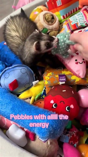 Pebbles was all hyped up and playing with mama 🥰 When she gets excited, all I have to do is wiggle