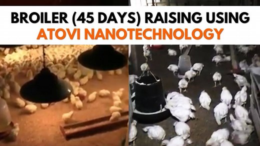 Broiler (45 Days) Raising using Atovi Nanotechnology | Research & Development Center | Cahigam, Batangas | Atovi Nanotechnology