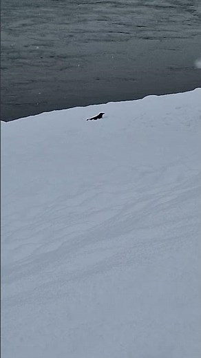 A raven plays in the snow beautiful bird in the snow.