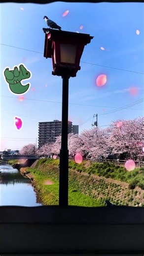 花びらひらひら｜2026年桜の季節編07 #動かしてみた #鳥取 #wanimation