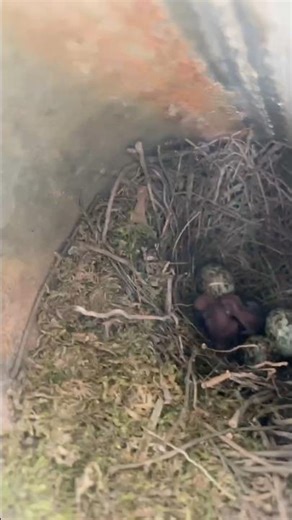 Tổ chim chích choè than trong uống nhựa đang nở #birds