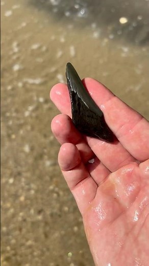 Megalodon tooth found at Calvert Cliffs!
