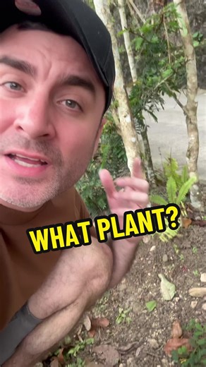 Help! What is this plant?