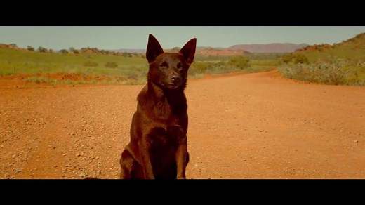 3.1K views · 25 reactions | Red Dog: True Blue is Kriv Stenders' prequel to the hugely successful RED DOG! Starring Jason Isaacs, Levi Miller and Bryan Brown, the film tells the story of a young boy and a scrappy one-of-a-kind dog that would grow up to become an Australian legend! Watch Red Dog: True Blue at www.ozflix.tv now! | Ozflix | Facebook