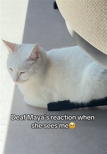 Chatty Cat Morning Routine 💖