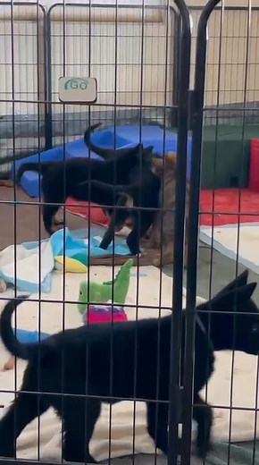 It's a good thing I've discovered some fairly tough toys because these Unstoppables give them a work out! Mr. Red (Bat--Ulki von Cluskey), Miss Green (Sita--Umbra Knows the Way von Cluskey) and Miss Pink (in search of a home with serious working or sport goals for this little spitfire) enjoying a farewell game of tug yesterday before Sita headed off to her new home. Von Cluskey “U” litter born 9/8/2025 and ready now Sire: SG Noris z Michalkinej záhrady, 5X5/55 P, IGP 3, hips and elbows SV A-norm