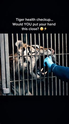 Siberian Tiger’s Vet: Speaks Danish