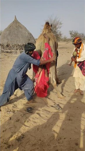🔥 Amazing serpent dance of bride hanging behind a camel and father-in-law 😂🐪