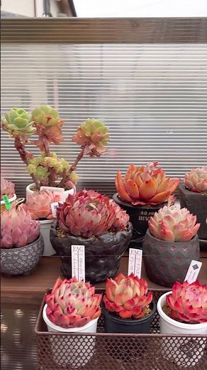 🍁いい紅葉👍 玄関前の多肉棚 #多肉植物 #多肉棚 #多肉植物の育て方