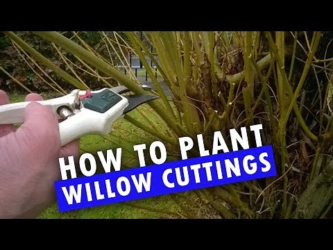 How to Plant Willow Cuttings