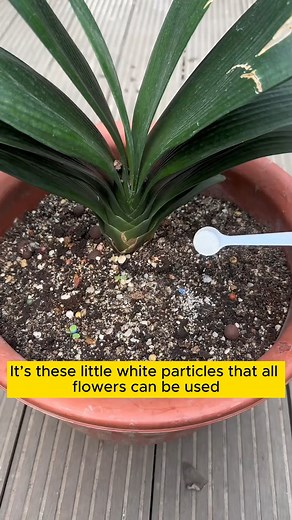 insect repellent measures #gardening #garden #gardeningtips #gardenlife #gardeninspiration #gardenideas #gardenlove #gardendesign #gardenersofinstagram #gardenersworld #garden_styles #gardenphotography #gardenlovers #gardenerslife #gardenart #gardenbeauty #gardensofinstagram #gardenplants #gardenviews #gardenersparadise #gardenista #gardeningcommunity #gardenloversclub #gardenaddict #gardeners #gardenerslife | Addicted Gardening