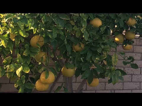 How to Grow Grapefruit in Your Own Backyard!