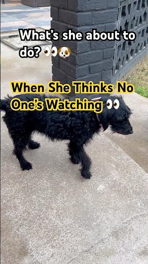 Dogs Be Like: ‘What Are You Doing?!’ 😂🐶