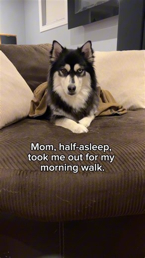 Zeus | Influencer on Instagram: "Crime scene: Morning walk. Weapon: Flying poop. Suspect: A fleeing Pomsky… Wanted for assault with a deadly doo-doo. 🚨🚔💩😂"