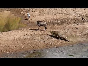 Wildebeest had all the time in the world