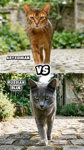 World’s Most Powerful Pet Cats Battle for Dominance (Maine Coon, Bengal, Siberian…) #shorts #vs