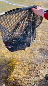 7K views · 50 reactions | Wyoming Game and Fish has been busy stocking our ponds with catfish this week! Stay tuned for more info on how to fish our ponds and what you might catch! | Sweetwater Events Complex | Facebook