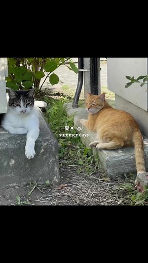 Japanese Summer Vibes: Cozy Days in Japan