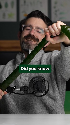 Rethink what greens can do for you. Daily Elements is made of 100% raw vegetable greens, selected for nutrient density. No algae, no mushrooms, no mystery superfoods. Forget the handfuls of supplements and artificial greens powders– think whole food instead. Get a pure serving of clean veggies with a concentrated nutritional punch full of antioxidants and essential vitamins. 🥦Made of micro broccoli, kale, red cabbage and peas. That’s it. 🌱Seedling stage vegetables contain up to 40x more nutrie