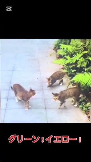 にゃんこ戦隊 #ネコ #おもしろ #アフレコ #動物 #ハプニング